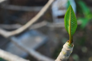 the-perfect-spring-leaf-1024x685